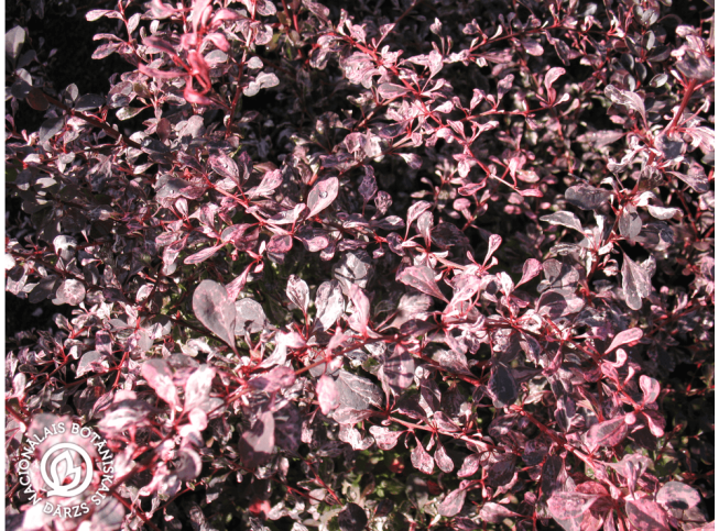 Berberis thunbergii   'Rose Glow'